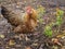 Beautiful chicken with a colorful coloring in the biohouse