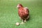 Beautiful chicken with egg on green grass