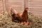 Beautiful chicken with eggs on hay in henhouse