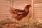 Beautiful chicken with eggs on hay in henhouse