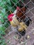 Beautiful chicken with hens behind the fence of the grid