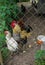 Beautiful chicken with hens behind the fence of the grid