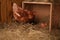 Beautiful chicken near nesting box with eggs in henhouse