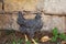 Beautiful chicken near stone fence in farmyard. Domestic animal