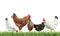 Beautiful chickens on fresh grass against white background