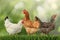 Beautiful chickens on fresh grass outdoors