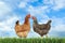 Beautiful chickens on fresh grass outdoors