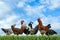 Beautiful chickens on fresh green grass