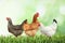Beautiful chickens on fresh green grass