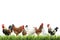 Beautiful chickens on fresh green grass against background