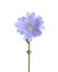 Beautiful chicory plant with light blue flower isolated on white