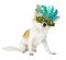 Beautiful chihuahua dog with bright carnival mask