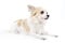 Beautiful chihuahua dog on white background