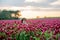 Beautiful child in gorgeous crimson clover field on sunset, gath