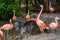 Beautiful chilean flamingo spreading its wings, bird family of chilean flamingos, tropical birds from America