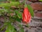 Beautiful Chilli hibiscus flower plant in India Kanpur