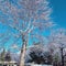 A beautiful chinar tree after snow fall