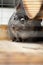 Beautiful chinchilla walking in cage apartment, pet life, fluffy thoroughbred rodent