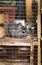 Beautiful chinchilla walking in cage apartment, pet life, fluffy thoroughbred rodent