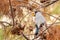 Beautiful Chinese Grosbeak sitting on branch and eating food