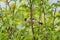 Beautiful Chinese Grosbeak sitting on branch and eating food