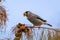 Beautiful Chinese Grosbeak sitting on branch and eating food