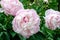 Beautiful chinese peony - Paeonia lactiflora `Shirley Temple`.