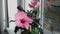 beautiful Chinese rose hibiscus pink exotic flower grow window sill indoors home