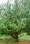Beautiful Chinese White Pine Pinus Armandii Franch in Arboretum Park Southern Cultures in Sirius Adler Sochi