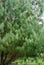Beautiful Chinese White Pine Pinus Armandii Franch in Arboretum Park Southern Cultures in Sirius Adler Sochi.