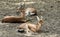 Beautiful Chinkara or Indian Gazelle Resting.