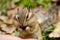 A beautiful chipmunk gnawing a seed in the park in the summer