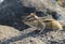 Beautiful chipmunk living in the forest