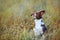 Beautiful chocolate border collie pup frolics in the tall grass