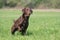 Beautiful chocolate labrador retriever in a meadow