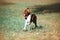 Beautiful chocolate puppy border collie runs gallop on a blurred background.