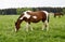 beautiful chocolate with white spots grazing stallion in the Bavarian village Birkach (Germany)