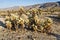 Beautiful Cholla Cactus Garden in Joshua Treer national park in