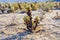 Beautiful Cholla Cactus Garden in Joshua Treer national park