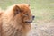 Beautiful chow chow dog in the park. Portrait of a chow chow