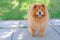 Beautiful chow chow dog for a walk in the park. Purebred red dog, brown hair, blue tongue