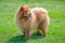 Beautiful chow chow dog on a walk in the park on a sunny day