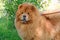 Beautiful chow-chow dog for a walk in the park on a sunny day. Walking the dog