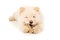 Beautiful chow chow puppy with bone isolated