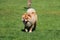 Beautiful chow chow is walking on a green field