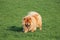 Beautiful chow chow is walking on a green field