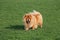 Beautiful chow chow is walking on a green field