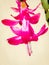 Beautiful Christmas cactus pink flowers Schlumbergera truncata