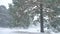 Beautiful christmas tree blizzard in winter landscape in late evening in snowfall landscape nature