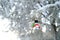 beautiful Christmas tree toy snowman on tree branch covered with frosty frost, cold morning, winter weather concept, Merry